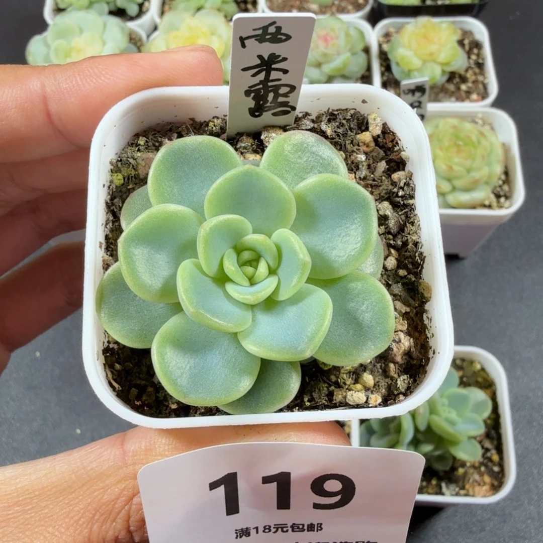 西米露一物一拍119