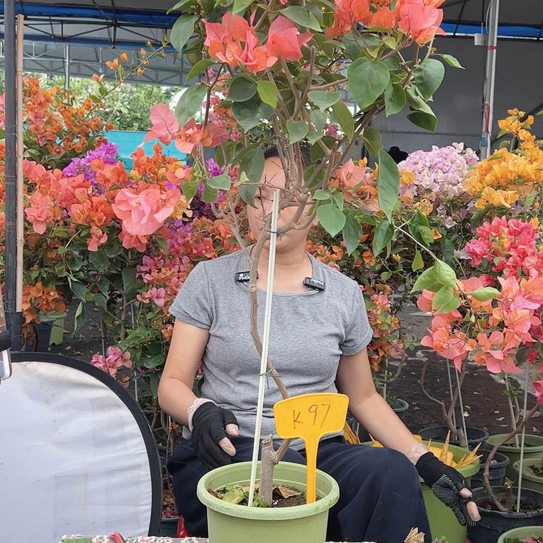 一***云大部分花苞少量开放K97波妹