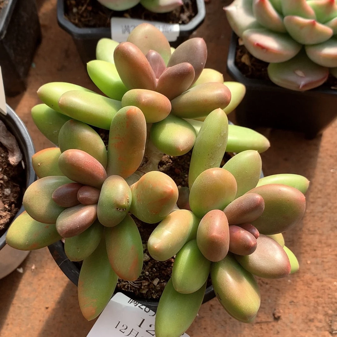 【闪购商品】云12号芒果奶3头