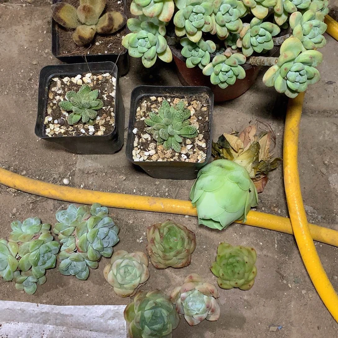 ·****·老猫猫多肉一物一拍