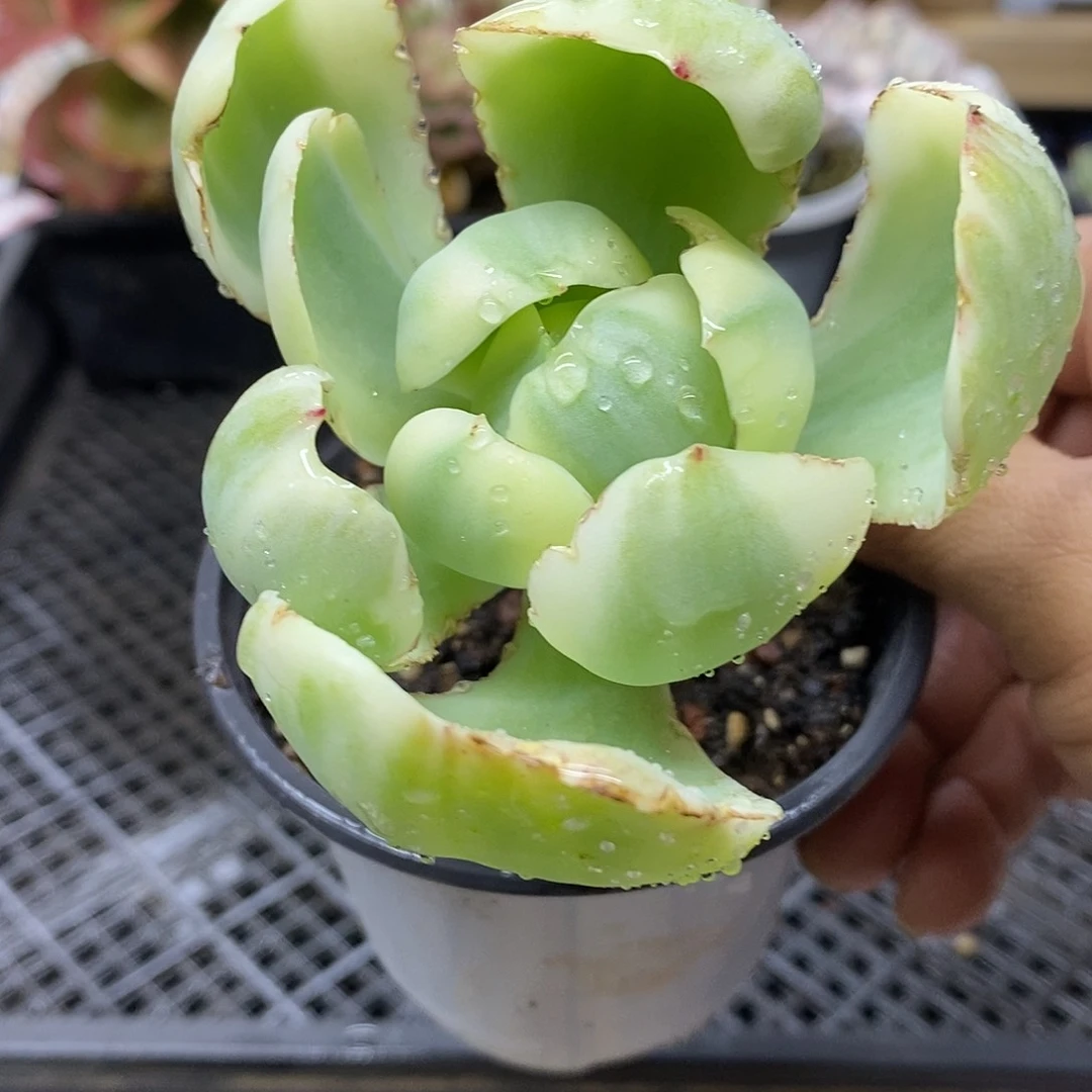 1620 鸡蛋碧桃锦 微瑕