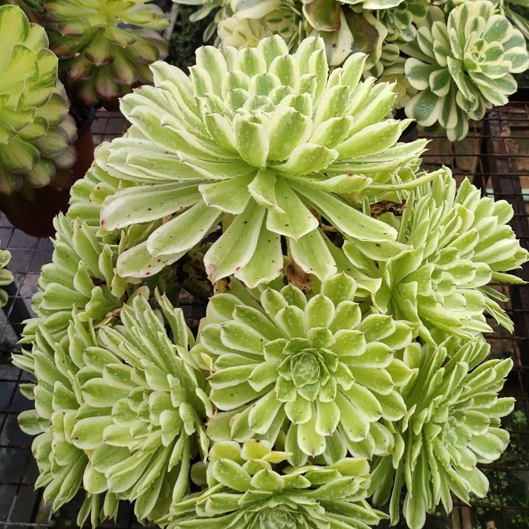 彩*糖多肉法师锦碧浪法师