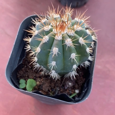 蓝云单头5仙人球