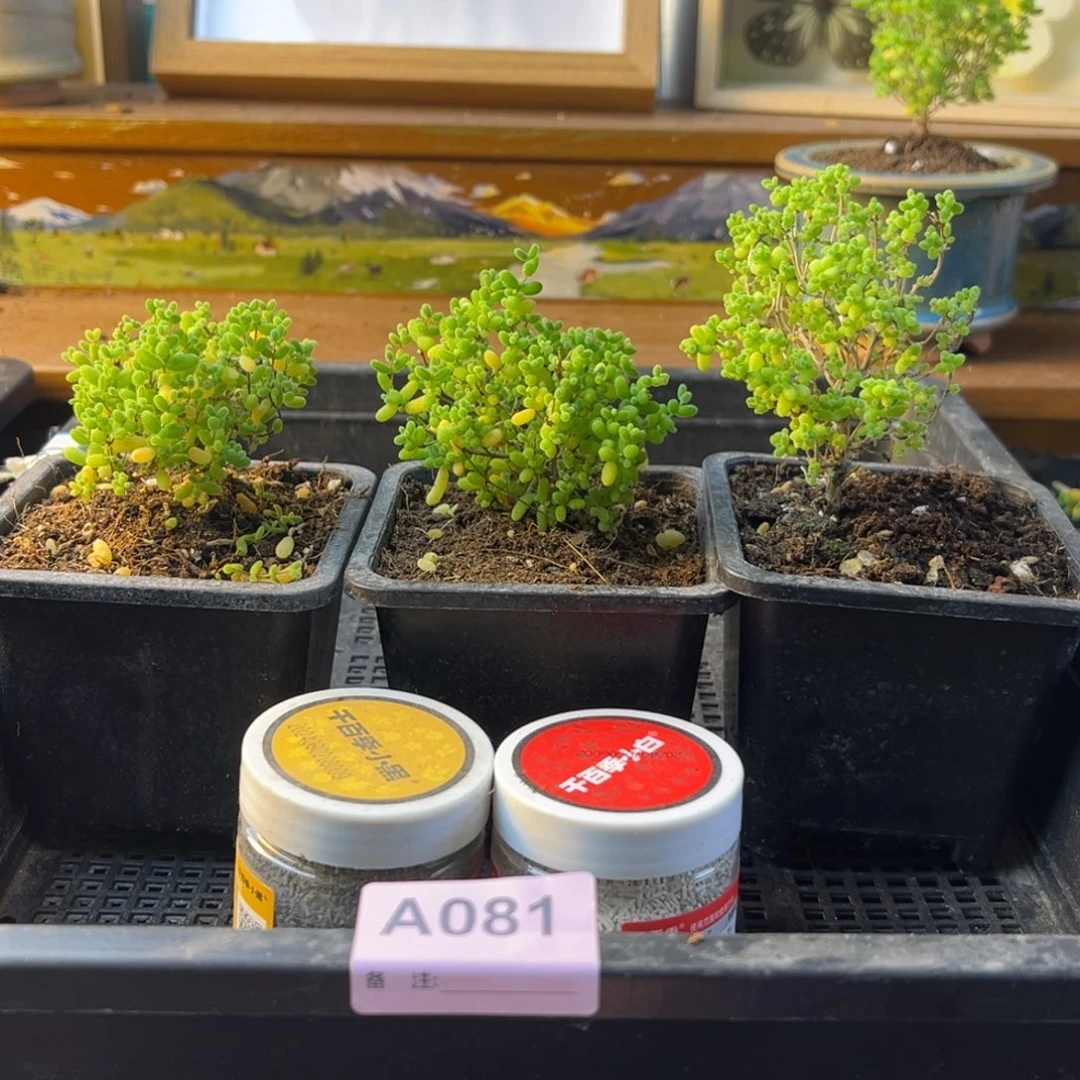 唯***一枝干番杏多肉植物081