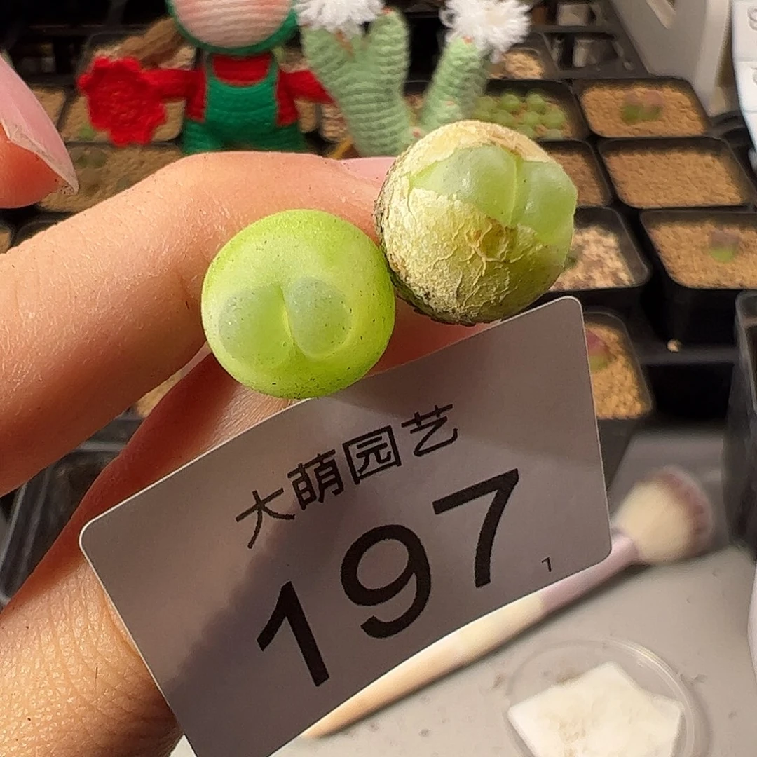 0000197 一物一拍。