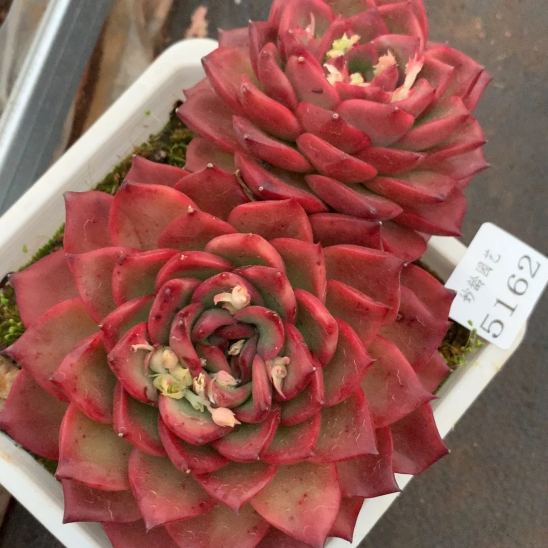 5162杂交精品基地15厘米