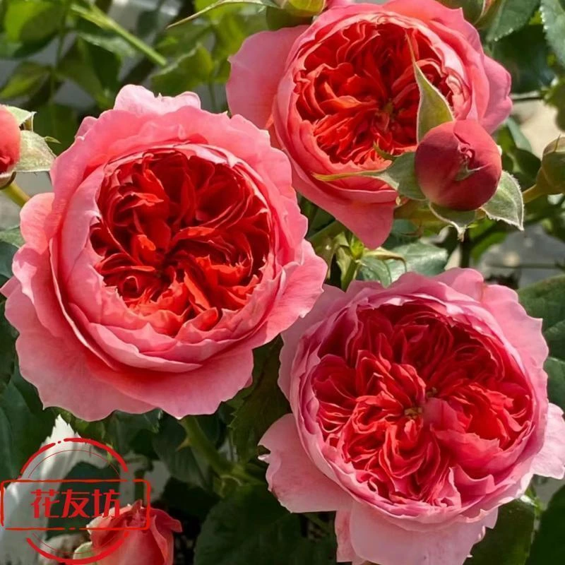 【朱砂婉】三棵包邮牙签小苗月季绿植大花浓香庭院阳台盆栽四季开花