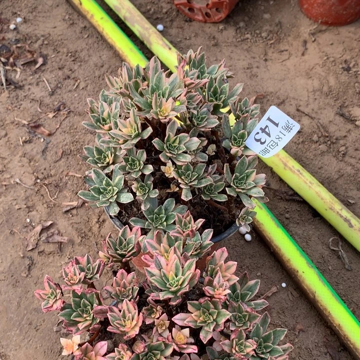 143甜茶2颗小朵朵2