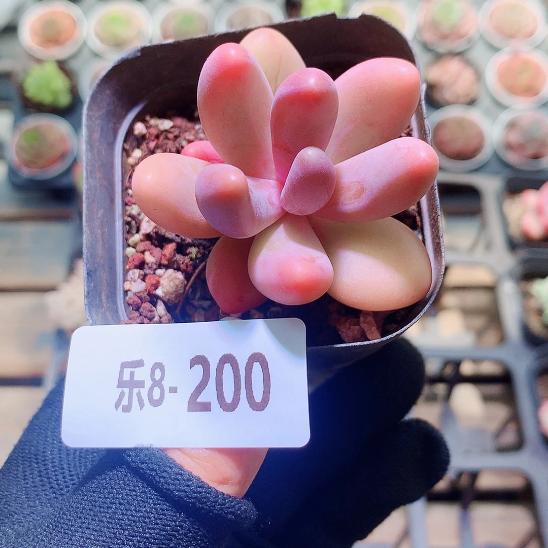 乐然8-200 红手指