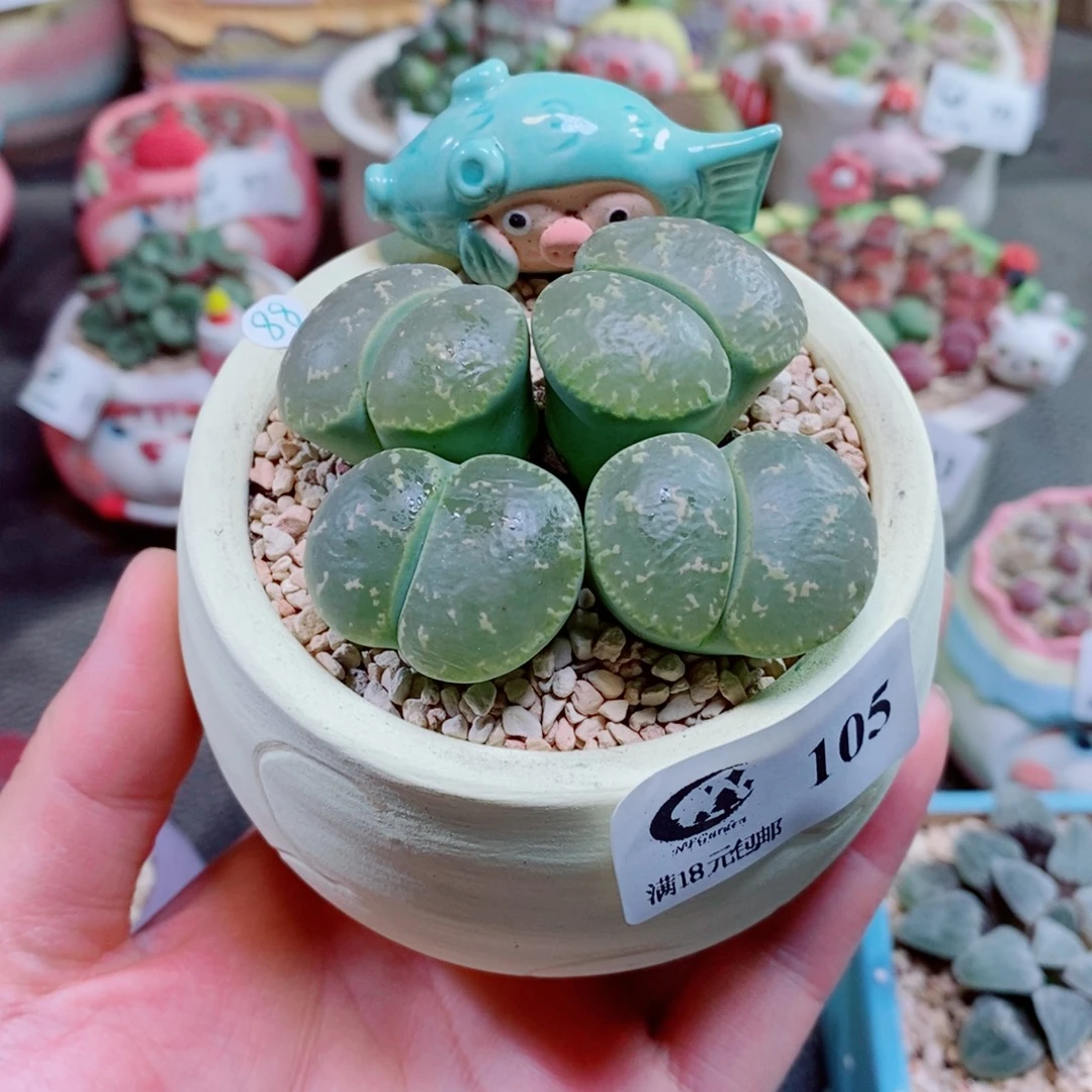 生石花花花花花105