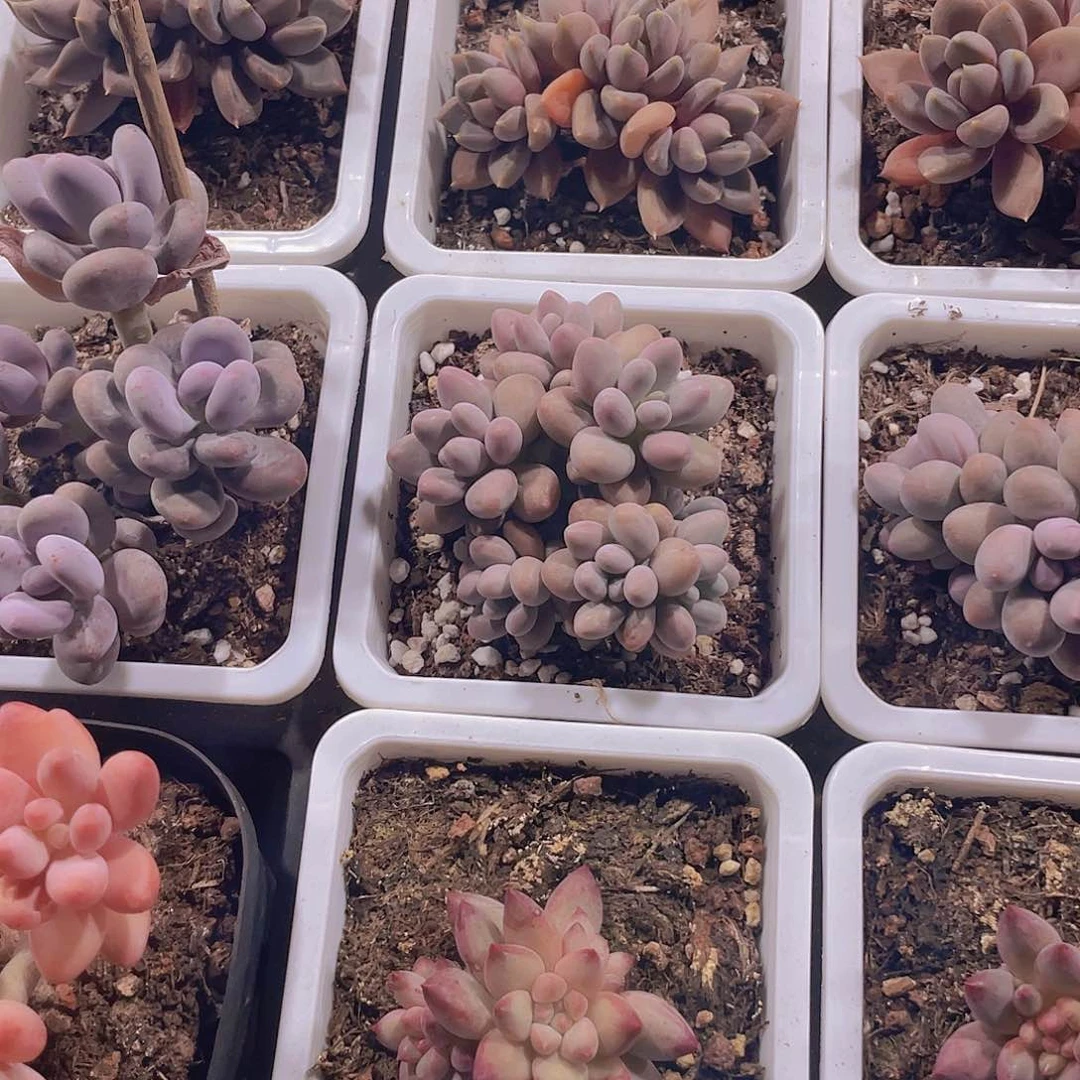 ?****?丽姐姐姐一物一拍