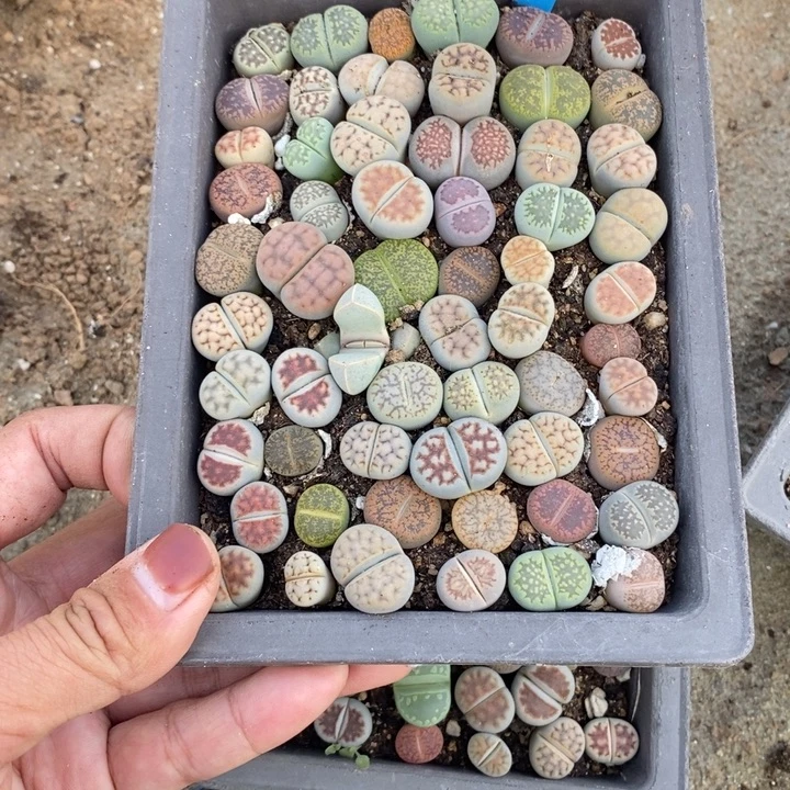 俺****生石花的季节是最560