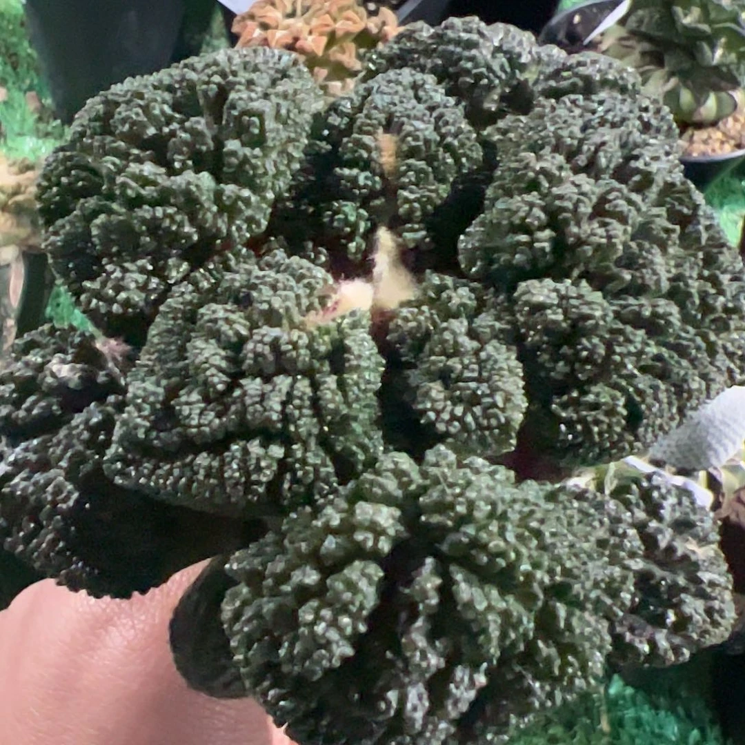 知*了哥斯拉牡丹仙人球256