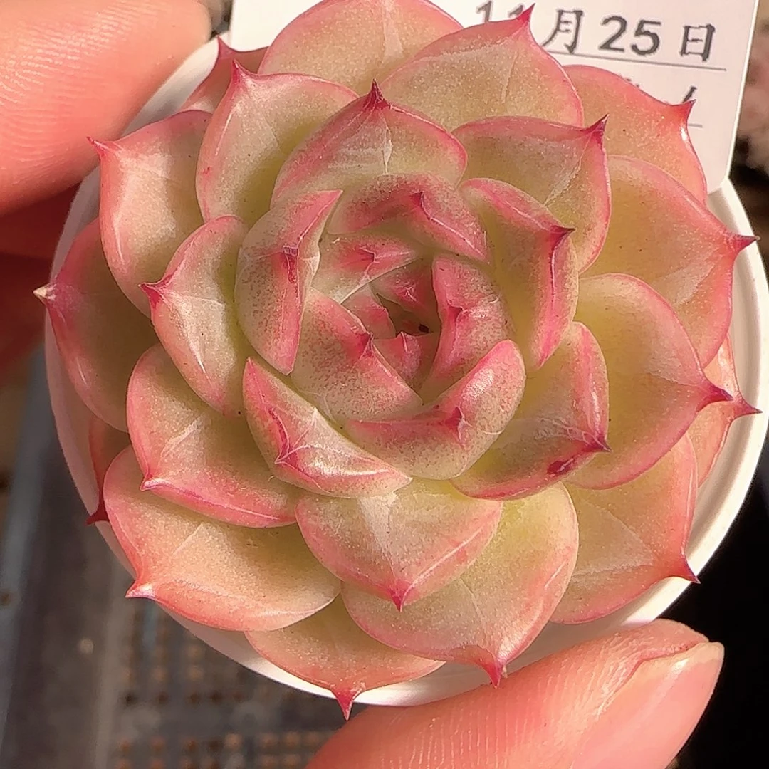 多肉1125-238麦秆