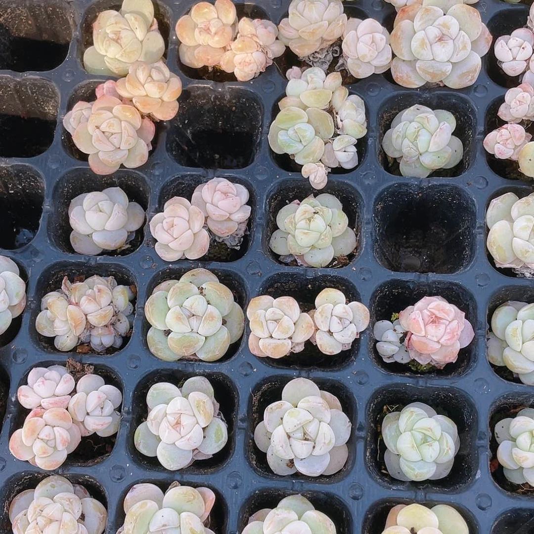 玉蝴蝶？穴一个满25包邮