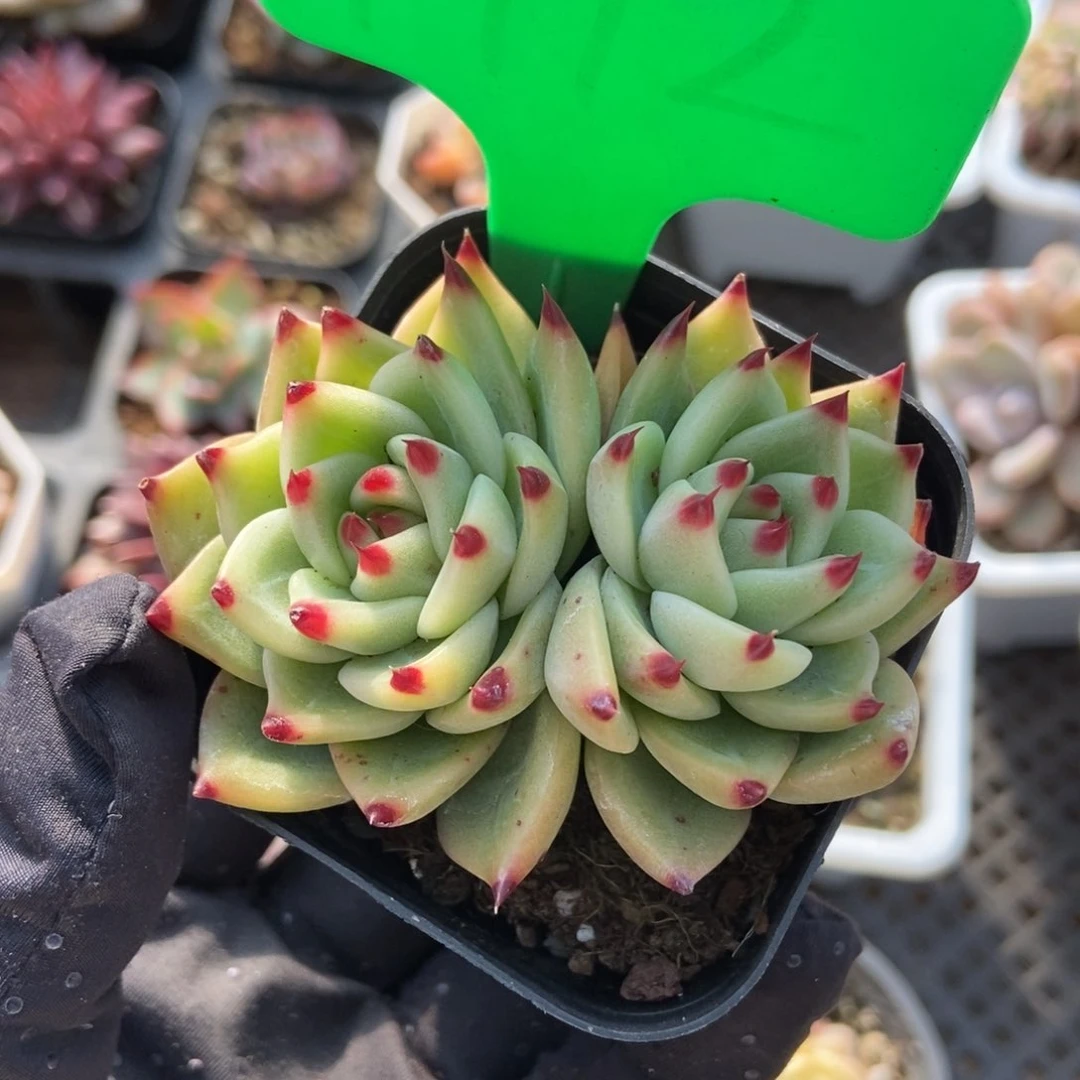 1912蓝龙多肉植物