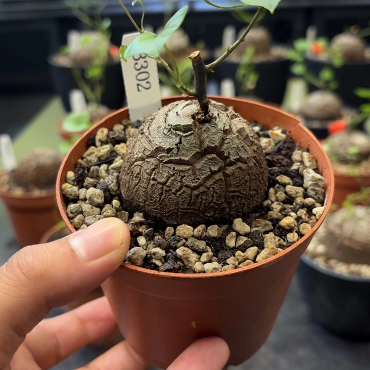 302 南非龟甲龙带盆包邮