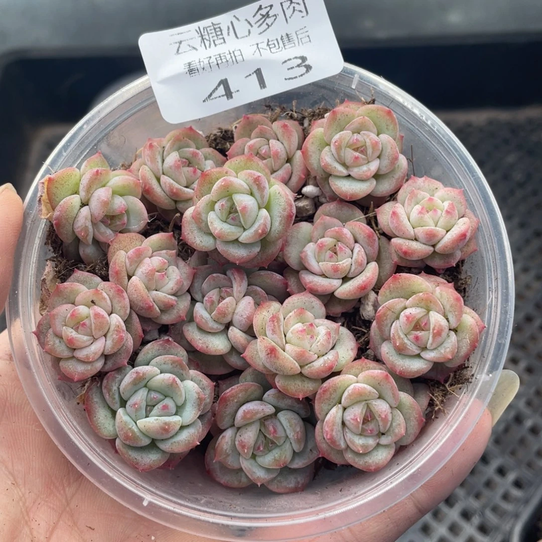 云糖心多肉植物413
