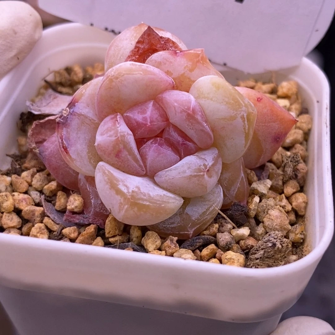 【闪购商品】08-137