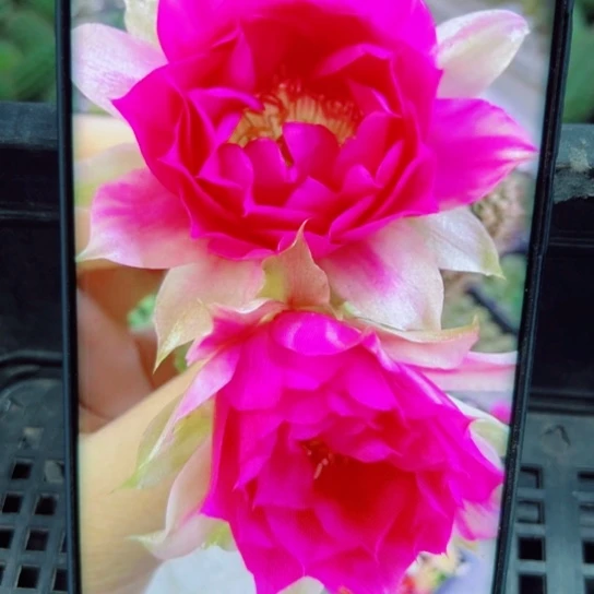 下19白檀品红歪2个无根小侧芽20包邮