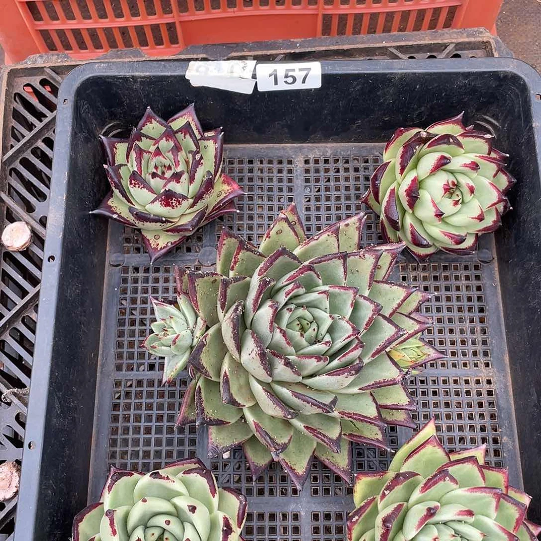 若如东云组拍157