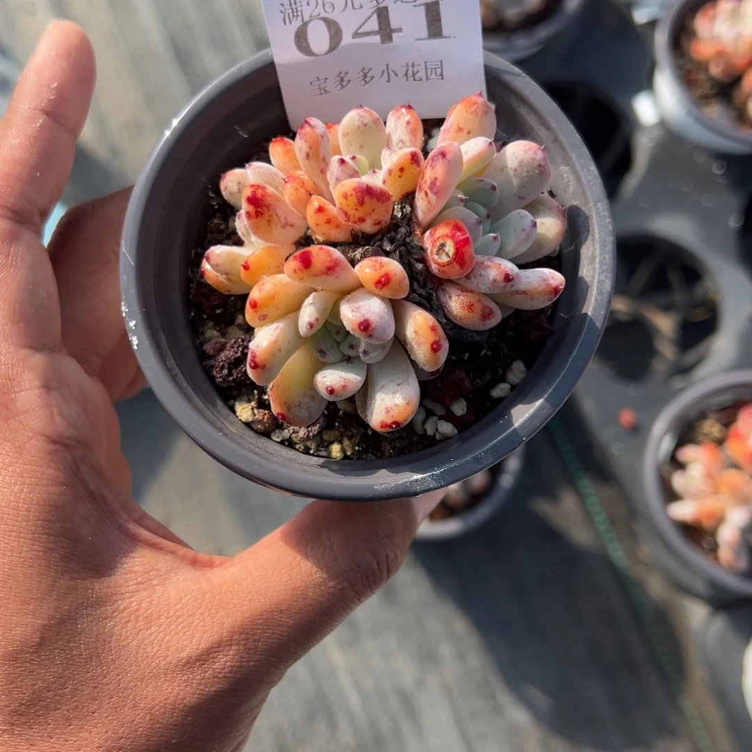 041号四头雪爪一物一拍满18包邮