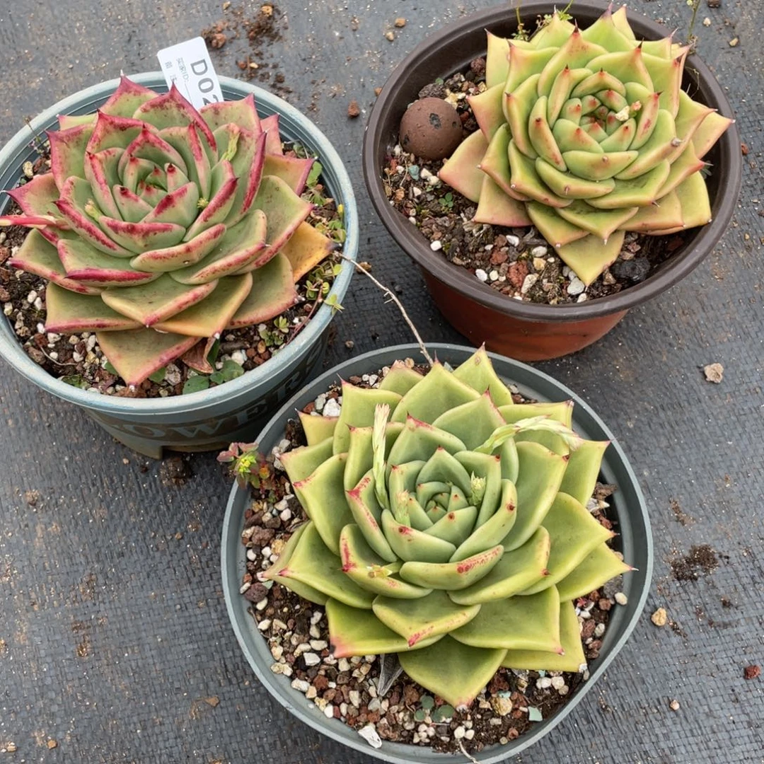 无花朵若如东云组拍D023