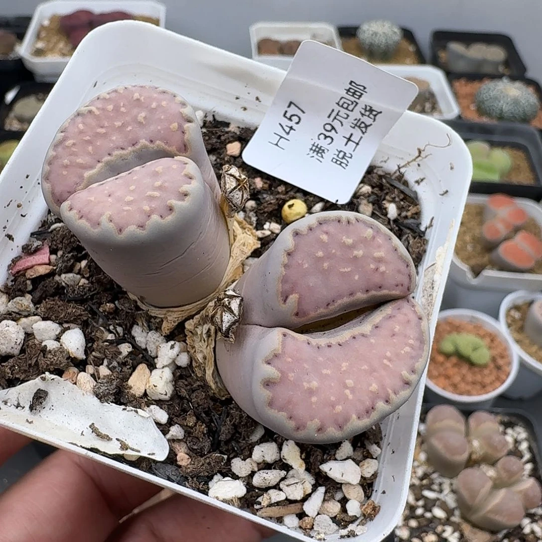 457多肉哈哈哈哈哈哈哈