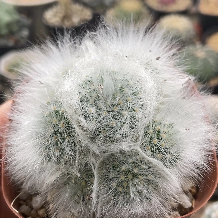 无刺丽光殿仙人球