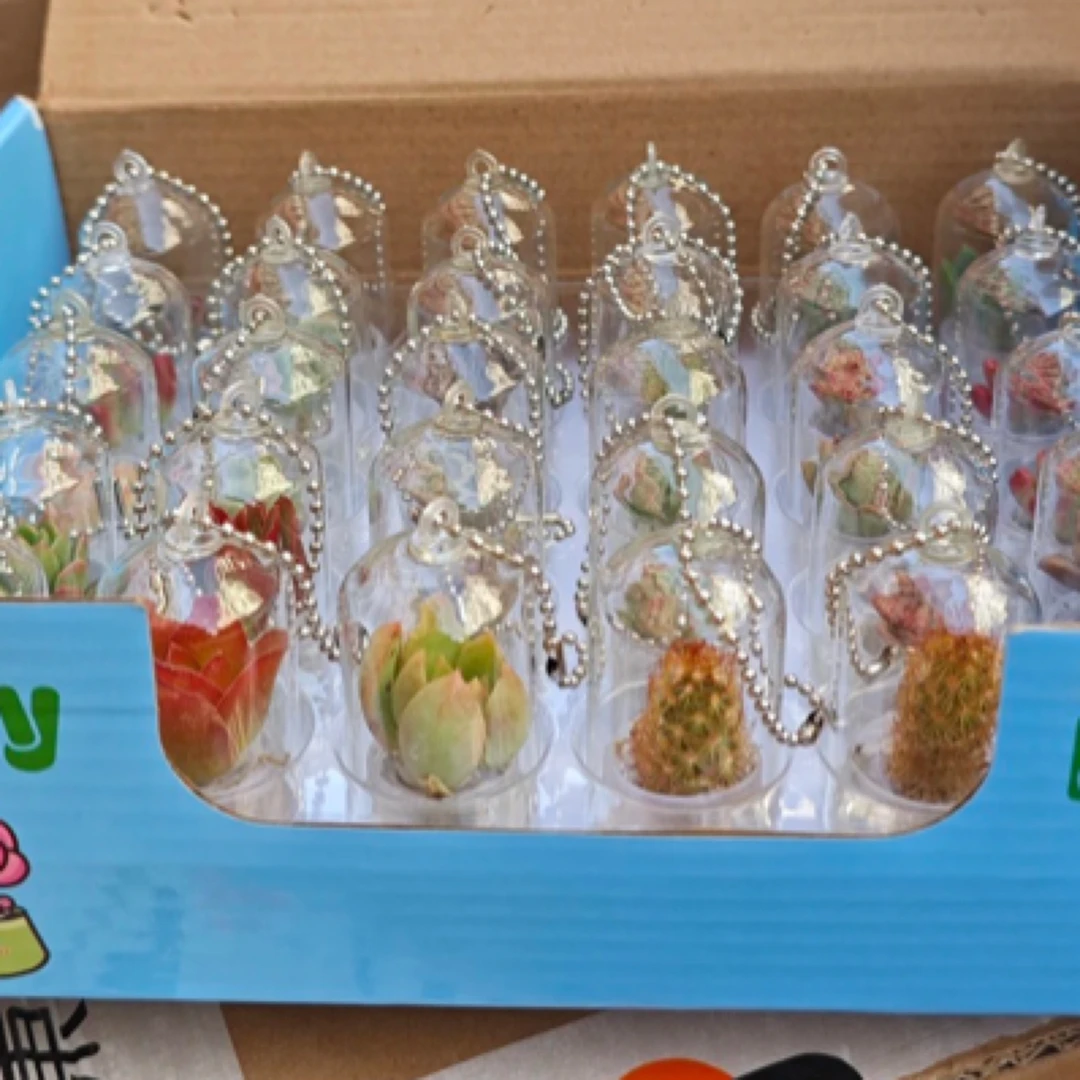 蓝盒创意多肉宝宝30入