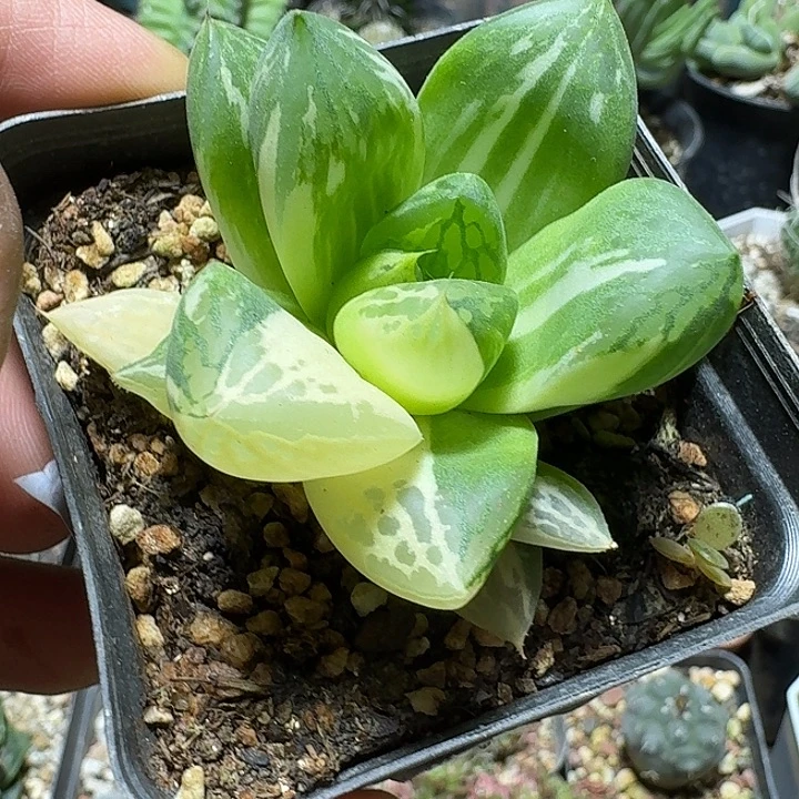 943宝草锦脱土发货