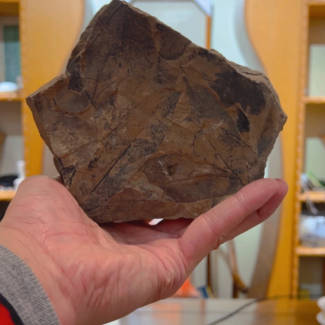 书法普洱书法化石