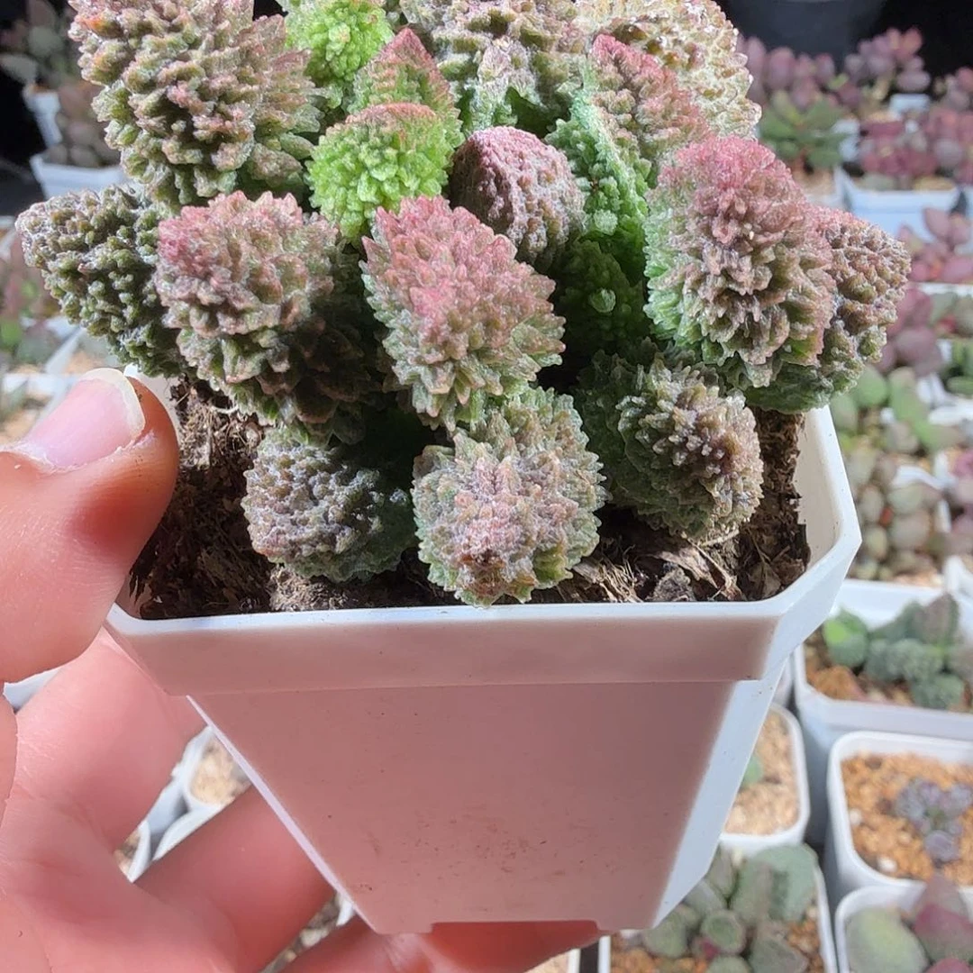 糖***芦朱紫玉