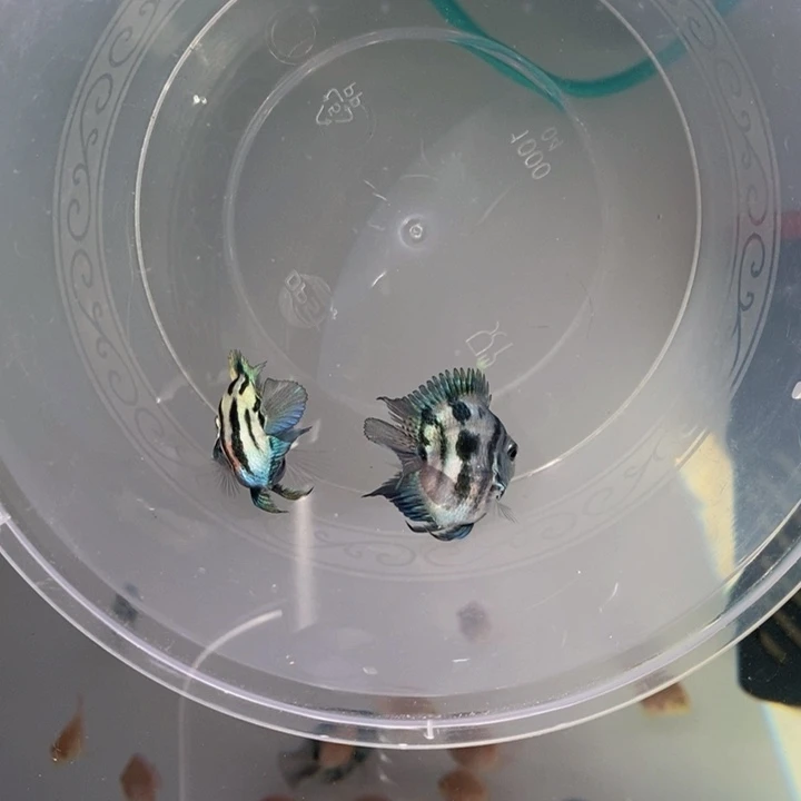 鹦鹉鱼极品宝蓝迷你鹦鹉一对包基因