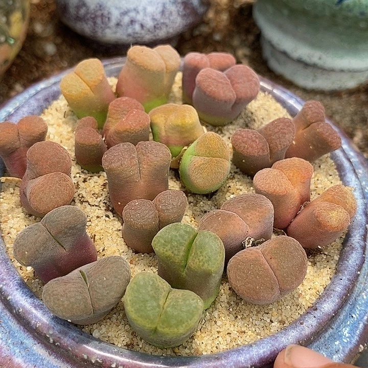 双头六年风铃一颗