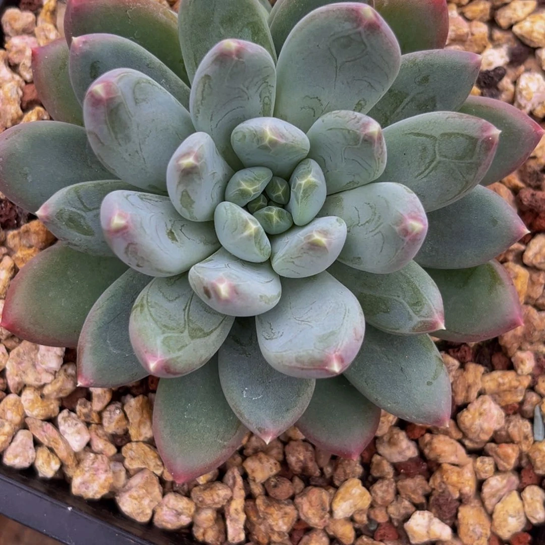 6081下午多肉植物群生