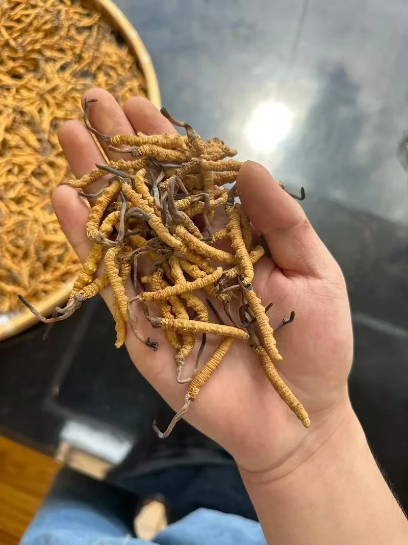 【高海拔 4条1克】产地直发 青藏特产