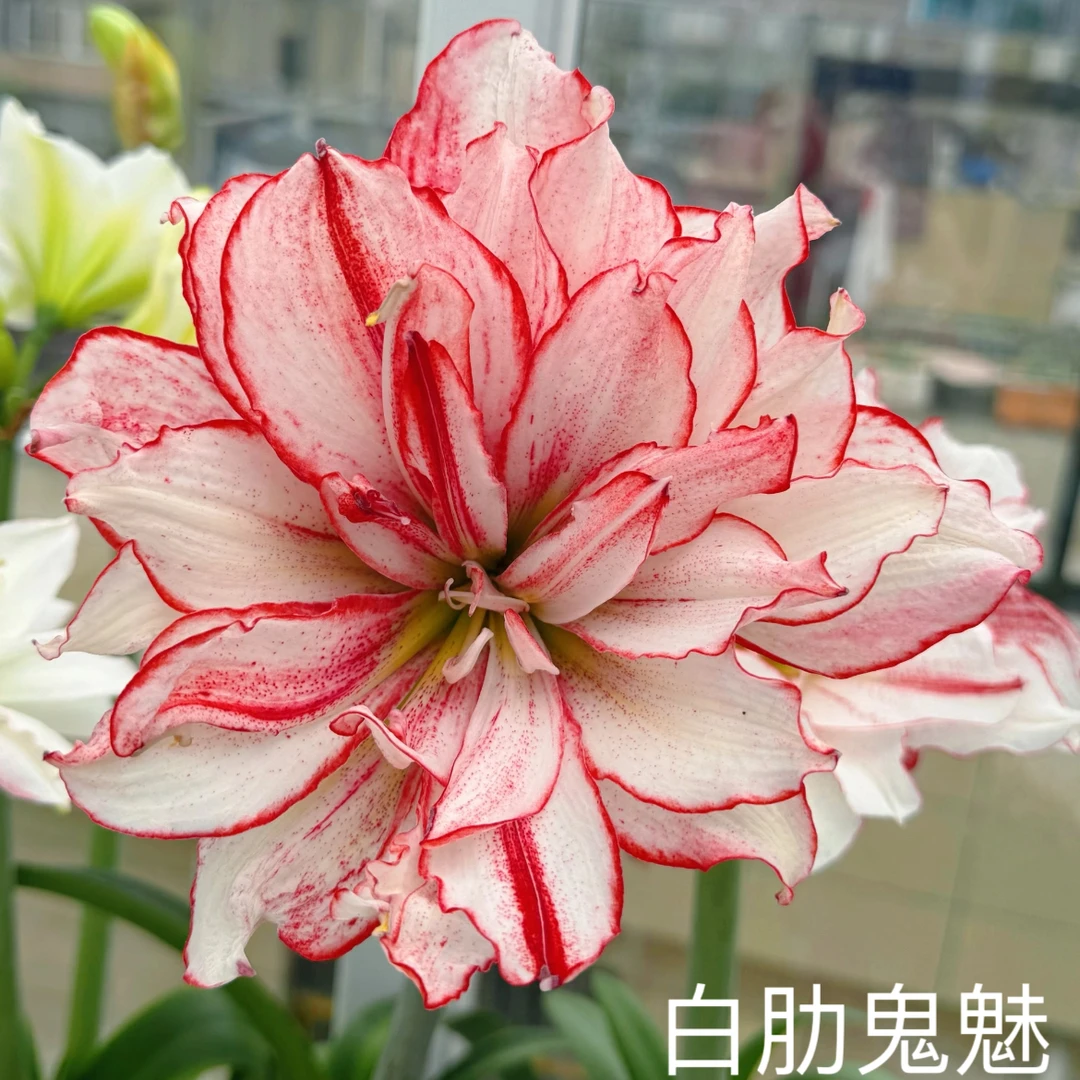 小石头朱顶红白肋鬼魅，裸球发货，包对版