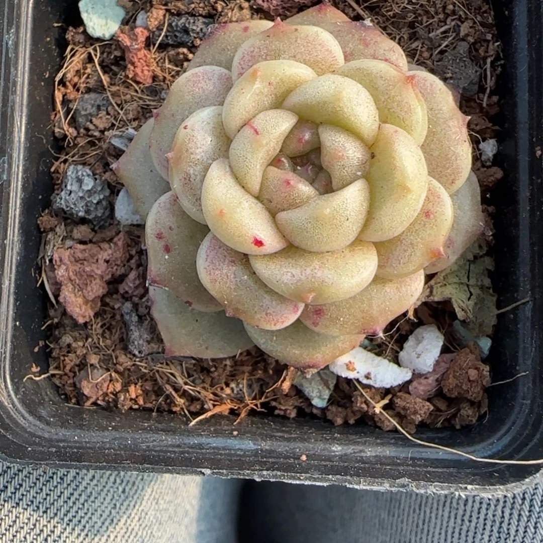 多肉小卡拉米糖心一物一拍