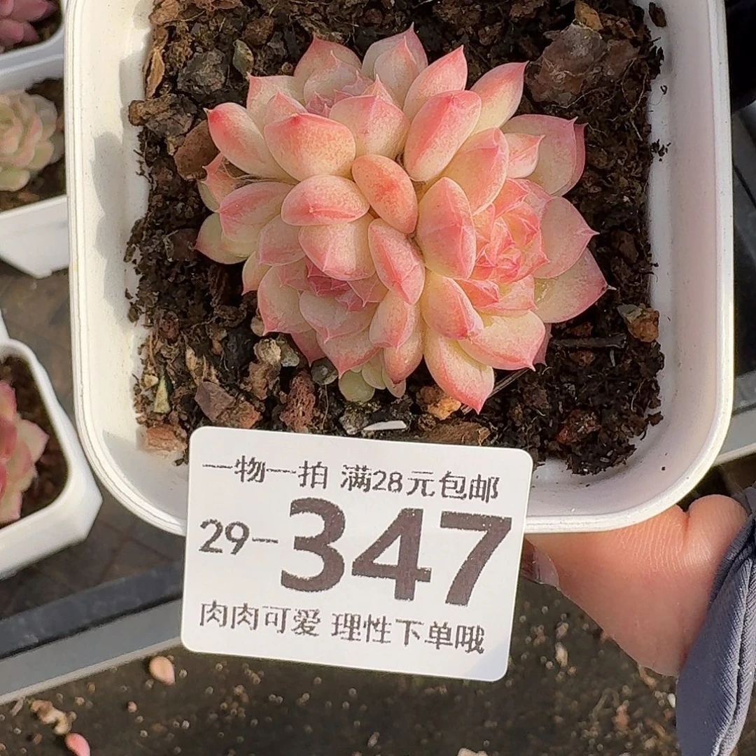 七仙女无盆土发货