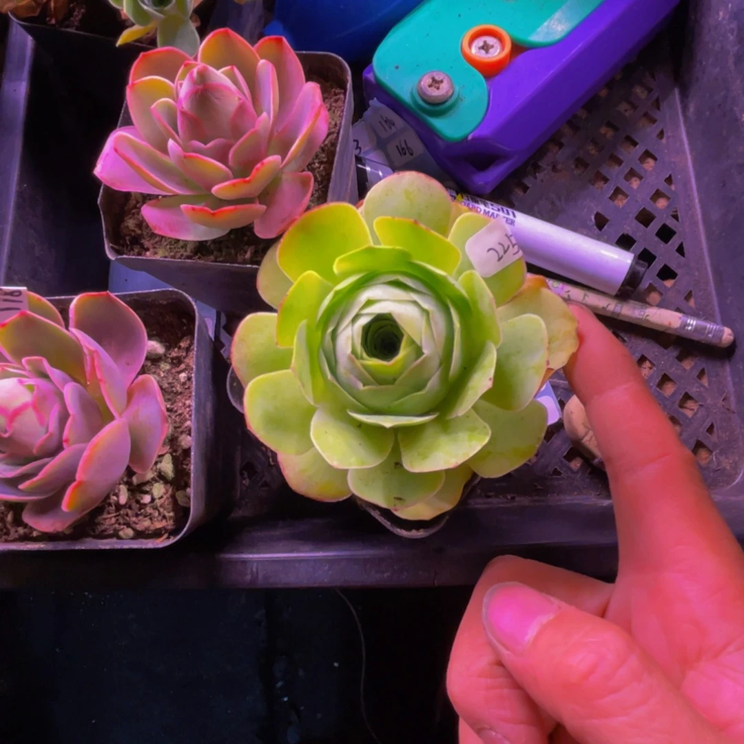 w**g毛罗225多肉植物花卉