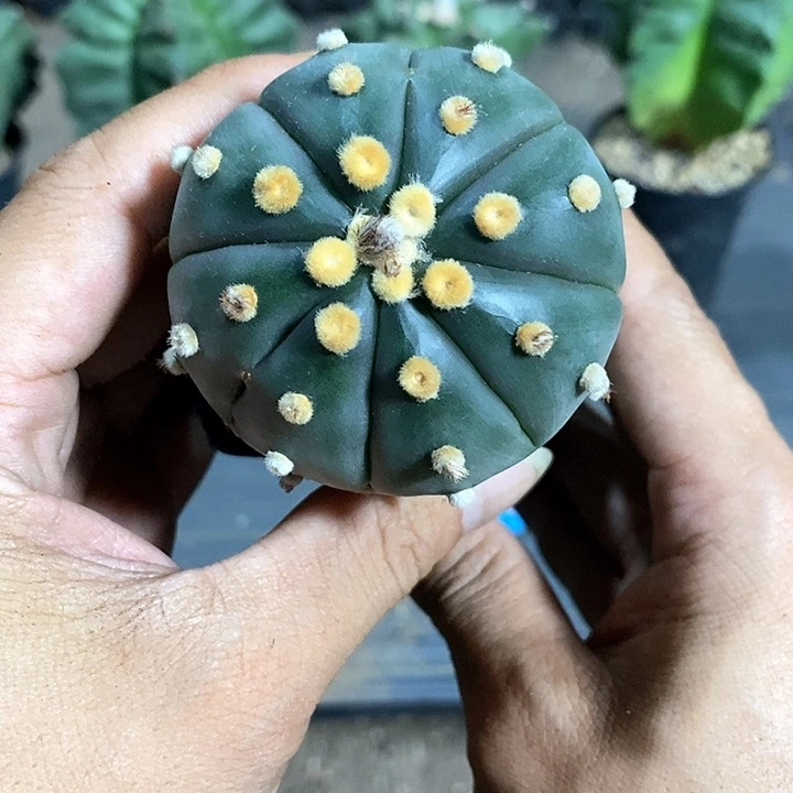 8***6琉璃实生脱土发货