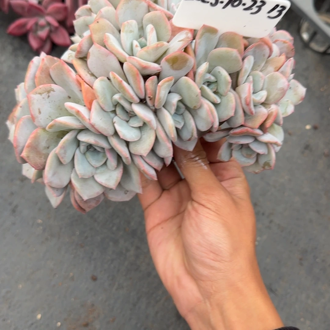 G****一物一拍提拉米苏缀13