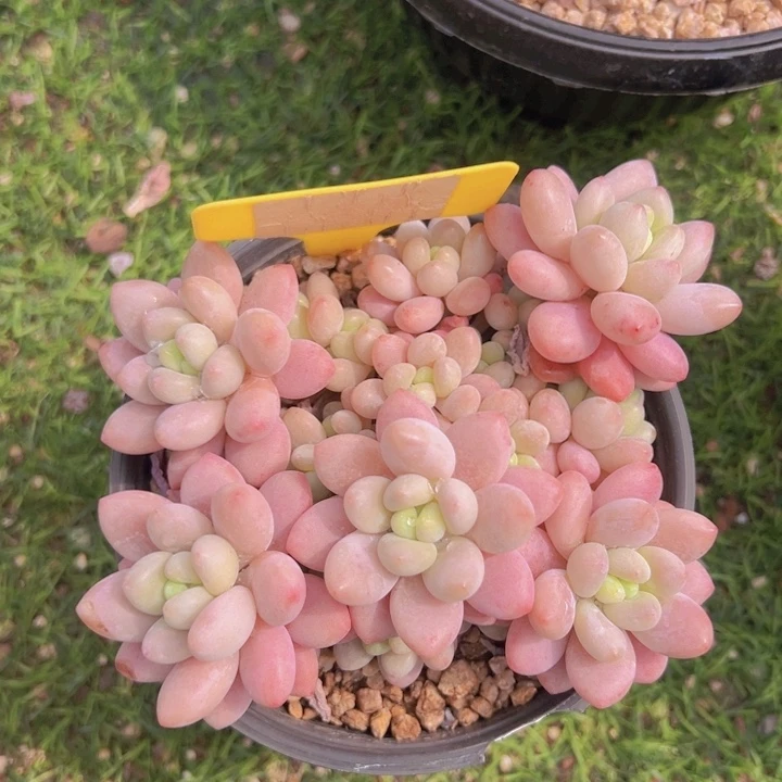 健健康康平平安安