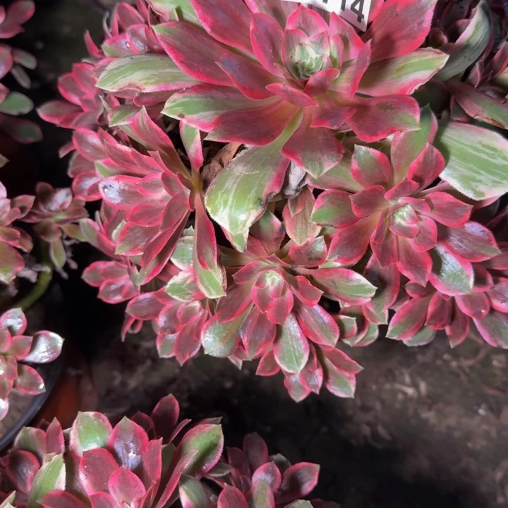 30414浣纱多肉植物