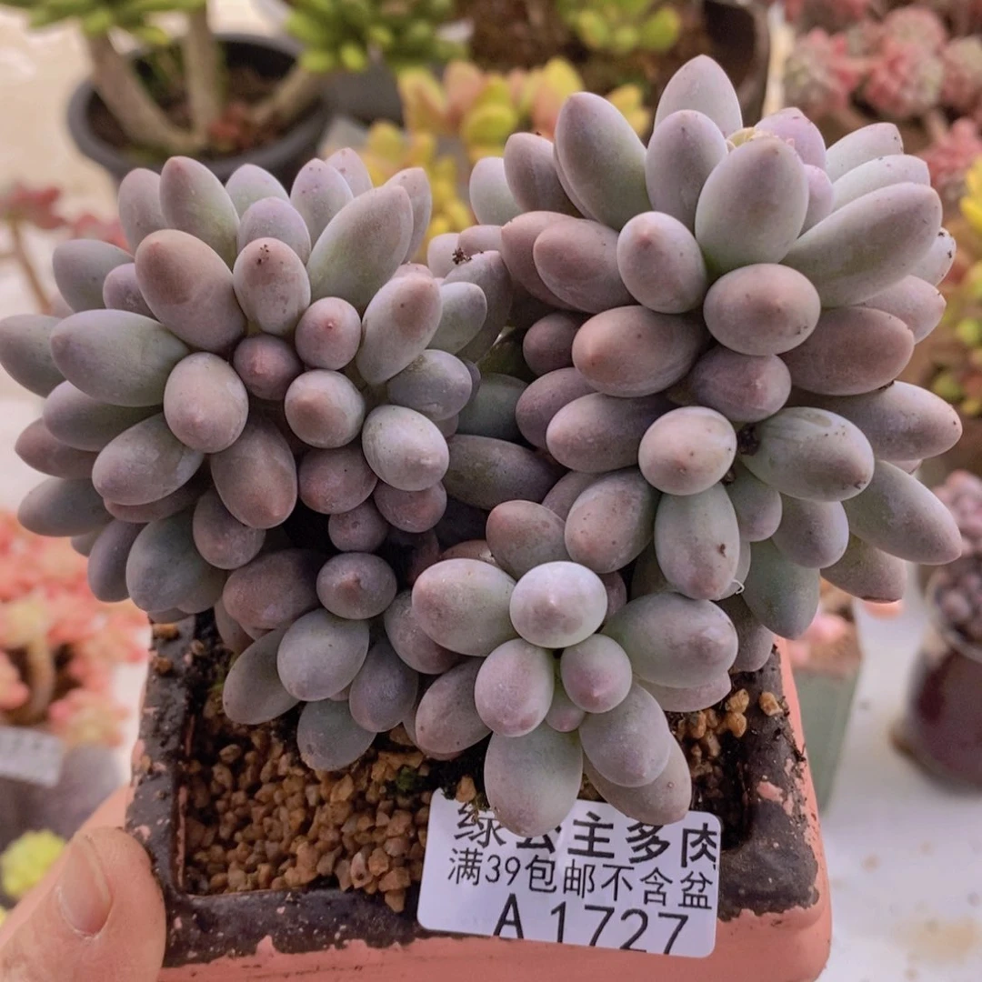 汤圆12草莓1727多肉植物