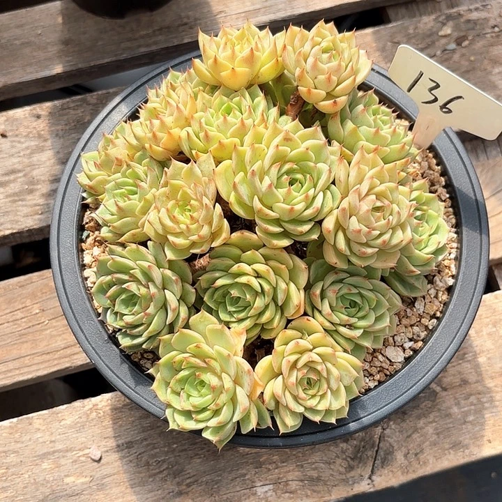 多肉植物，笨吧蒂斯136号