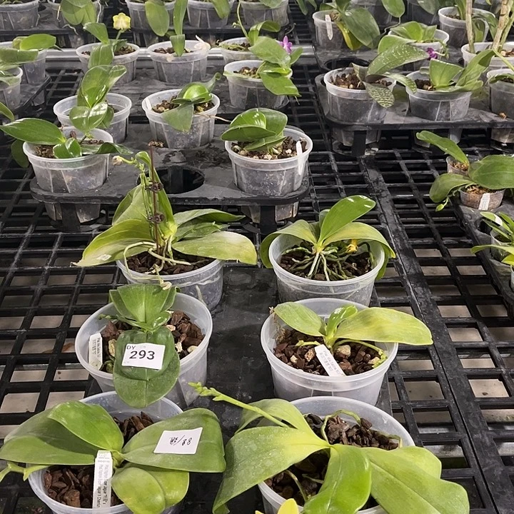 全部花苞293 叶黄烂根裸根发货任何理由都不售后