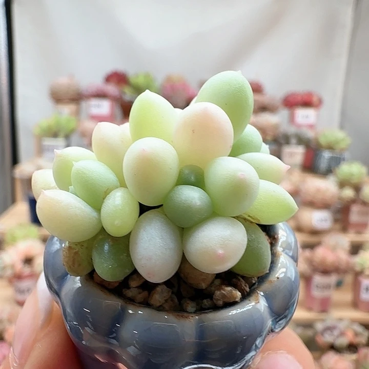 337萤火虫满38包邮（除新疆 西藏 内蒙）