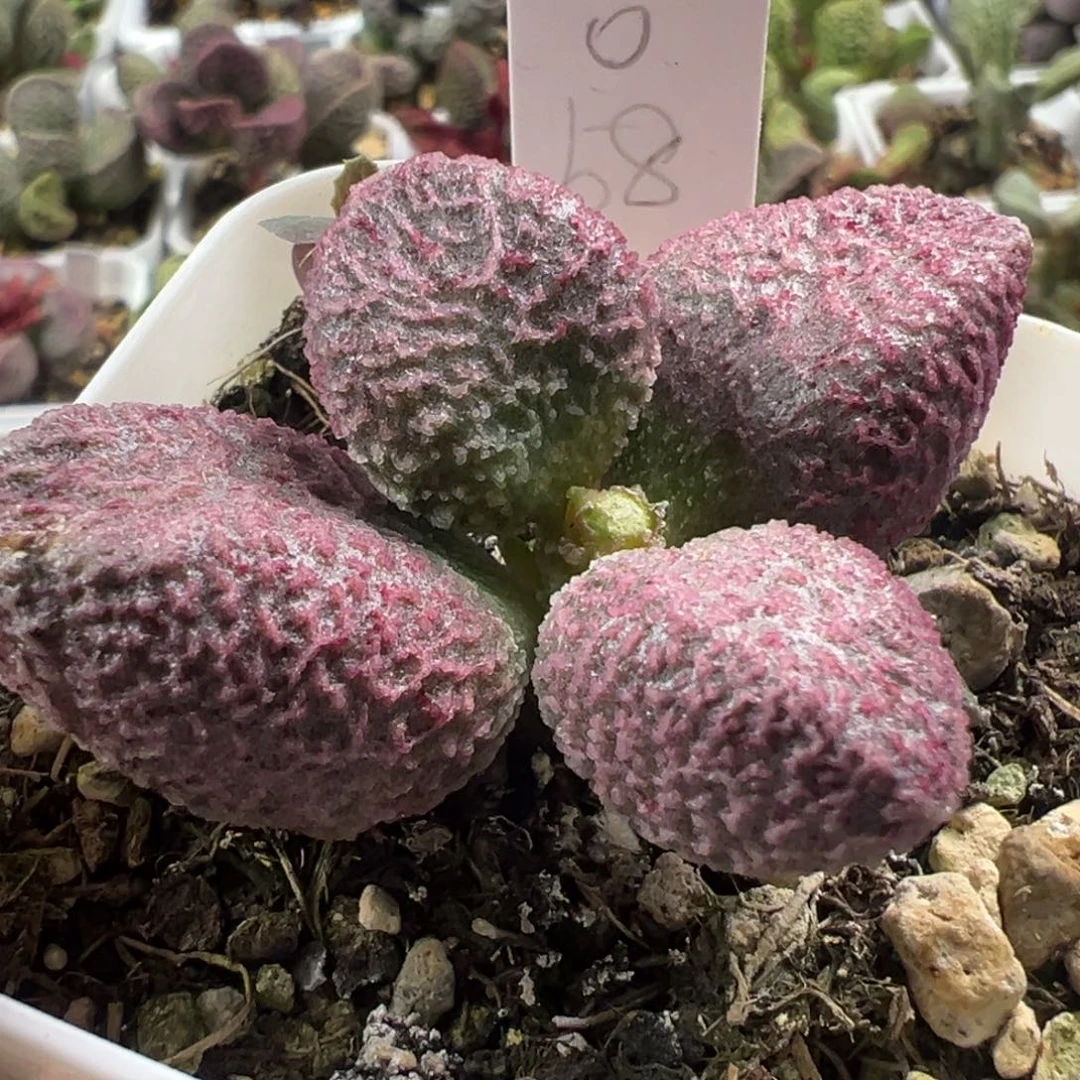 福利款实生新品多肉植物